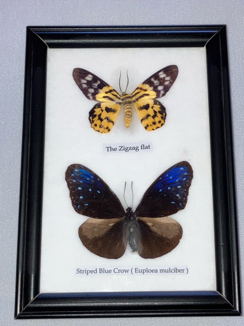 Framed Twin Butterfly Display - Yellow & Deep Blue Wings